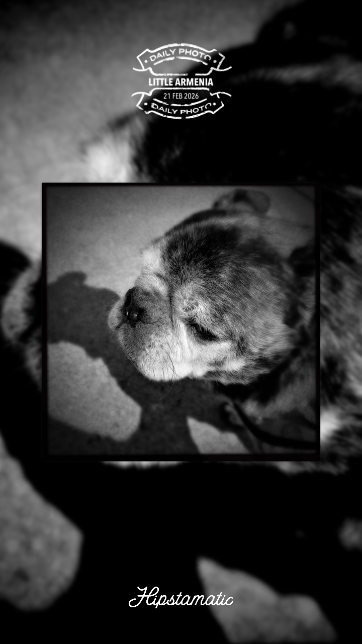 A black and white photograph features a dog with its face in profile, framed by a blurred background and the word Hipstamatic at the bottom.
