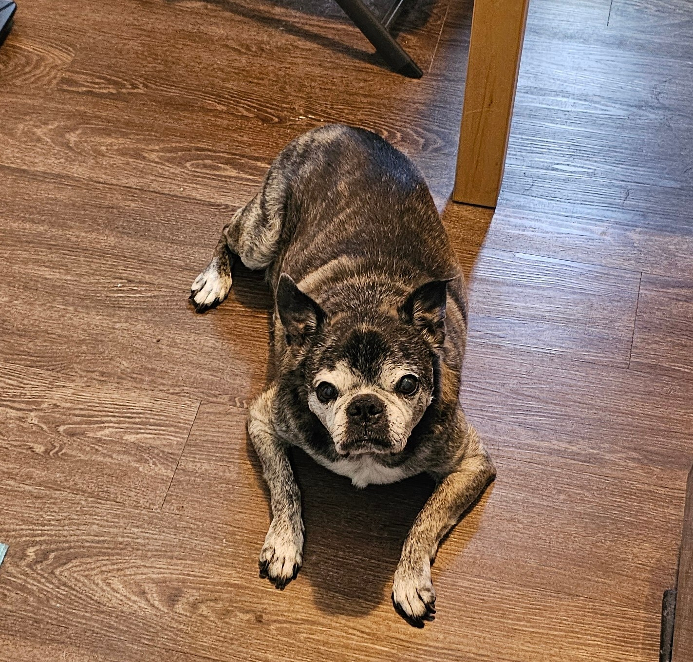A small, brindle-colored dog with a graying face is lying on a wooden floor.